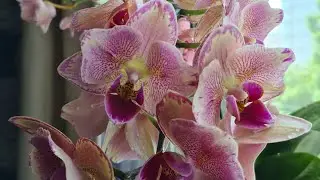 Orchid Review May 17, 2024