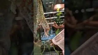помогает глазами глотать 😳😬😲 