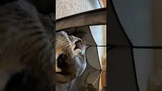 They miss each other #shortvideo #cat #arceamor  #catlover #catlife