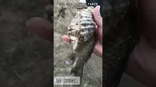 Что это такое??? Караси-мутанты😱🎣 