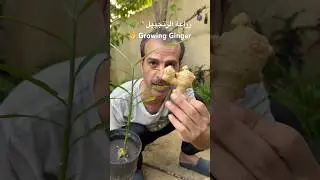 زراعة الزنجبيل في المنزل بأسهل طريقة 🫚🌿👌 Growing Ginger at home