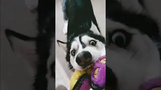 Do Husky Puppies Play Catch? 