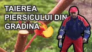 Povestea uimitoare a regenerării și formării unui piersic în doar doi ani!