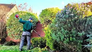 WATCH ME shape UP these garden Shrubs !