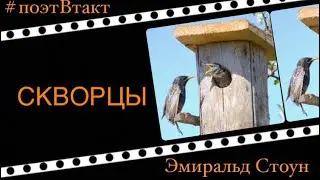 🔰СКВОРЦЫ🔰 Эмиральд Стоун
