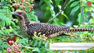 Sustainable Symphony: The Eco-Parks of IndianOil