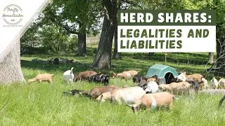 Herd Shares: Legalities and Liabilities