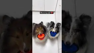 Sem Legenda #caramelo #cachorro #dog #pets #pet #animal #viral #shorts #short