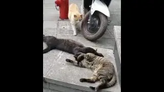 When Bae Catches You CHEATING With Your side Chick! | WorldStar Videos
