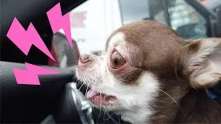 Video is not for the faint of heart! Chihuahua barked at a random passerby!