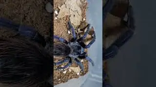 blue tarantula #blue #shortsvideo