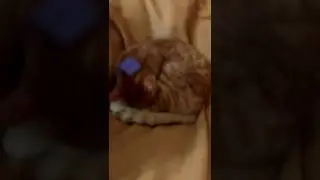 Коточёска