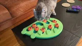 Gadget cleans out his treat puzzle (Highlander cat)