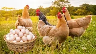 TAVUK KAÇ HAFTALIK-AYLIKKEN YUMURTLAMAYA BAŞLAR ?