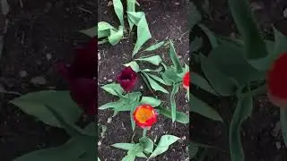 Мой маленький и уютный сад-огород!