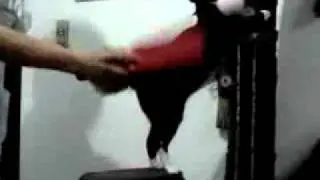 kinky cat