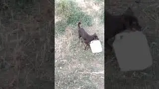 new#shorts#ajab#gajb#funny##dogvideos#doglover#sandycandy#indian#street#dog