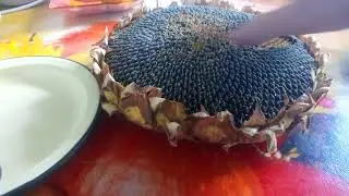 ✔️✔️✔️МНОГО МУРАШЕК В ОДНОМ ВИДЕО! ◆ АСМР ЛУЧШИЕ ТРИГГЕРЫ БЕЗ СЛОВ ◆ АСМР 40 ТРИГГЕРОВ ЗА 2 МИНУТЫ