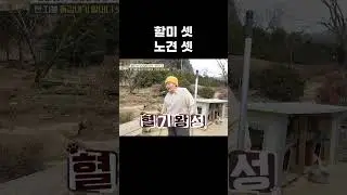 너무 다른 할머니 셋이 각자 개 데리고 같이 살게 된 인연은? #shorts