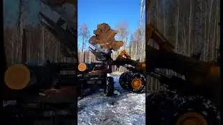 РАЗОЧАРОВАНИЕ В ЛЕСУ!