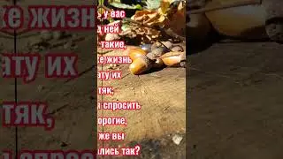 ЛЕОНИД ФИЛАТОВ 