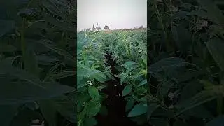 તલ ની ખેતી 🌾 ખેતીવાડી 🌾 ખેડૂત