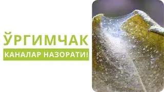 ЎРГИМЧАК КАНАЛАРНИ ОСОН ЙЎҚ ҚИЛИШ СИРЛАРИ!
