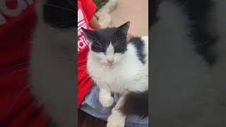 cats love me #cats #catshorts #funny