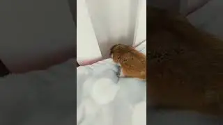 мой новый хомячок джери!!! 🐹🐹🐹