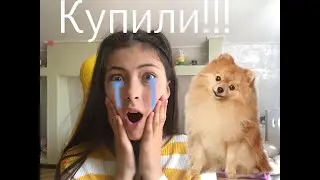 Как я уговорила маму и купила собаку