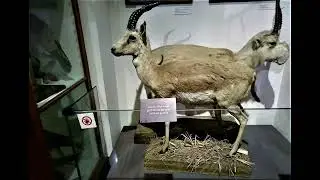 jeyrani