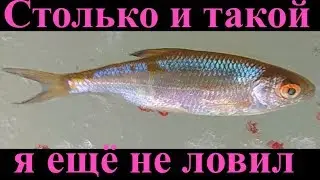 Столько и такой я ещё не ловил...Рыбалка в Кудиново.