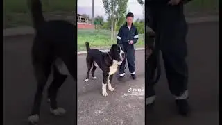Вот такой мощный супер красавец 🔥💪 Мамай ..Сын Буча 2 💪🔥