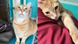 A cat curled up between a couple after he had waited 848 days for a home since he was just a kitten