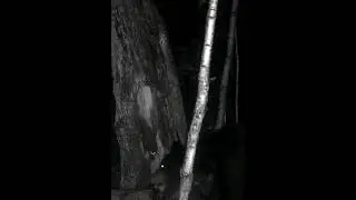 Медведь пришел за брагой. Охота на медведя.
