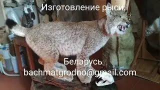 Изготовление рыси.