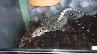 Tegu mating
