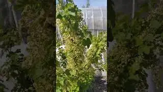 рясний цвіт пурічок.