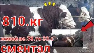 МОЛБОЗОРИ ХУДЖАНД 8 января 2023 г.ХУЧАНД МОЛИ ФАРБЕХ