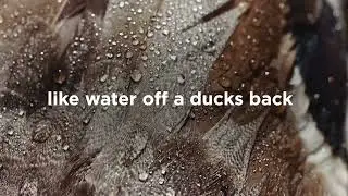 Cuprinol Ducksback - There's more to life outdoors