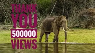 Tusker at Kabini