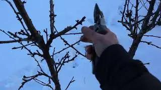 Вишня колонной из обычной вишни.  Опыт продолжается!