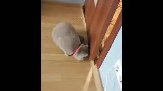 Лапу дай 😄😄