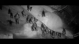 Wildlife Cave Exploration in Pitch Darkness