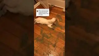 Cat gets CAUGHT red handed😭#cat #shorts