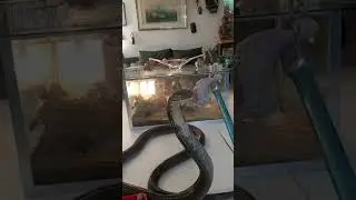 Un king cobra de 6 mètres de long ! 