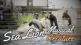 Sea Lion is Musical #viral #facts #nature #Endangered species #Marine parks #Wildlife conservation