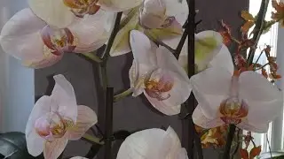 ЧЕМ МЕНЯ УДИВИЛА НЕСРАВНЕННАЯ ЛЕДИ МАРМЕЛАД?! 👍😍❤️❣️🌱🦋