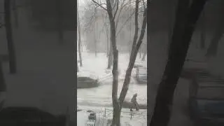 Winter. A snowy wind. #shorts #shortvideo