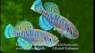 Nothobranchius capriviensis